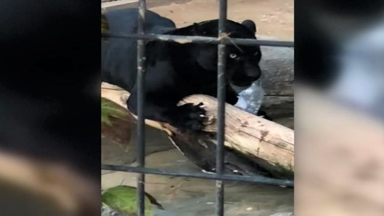 Arizona's Zoo: Jaguar Attacks And Injure A Woman Visitor While Taking