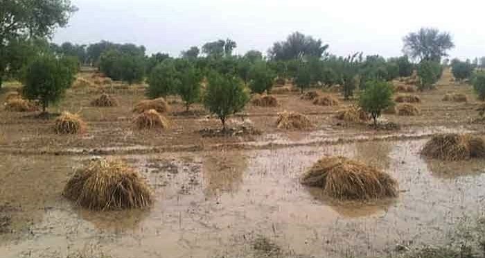 Wheat crop