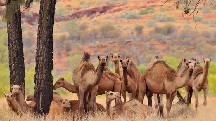 Camels-Australia