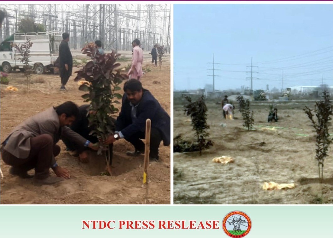 NTDC-Tree plantation