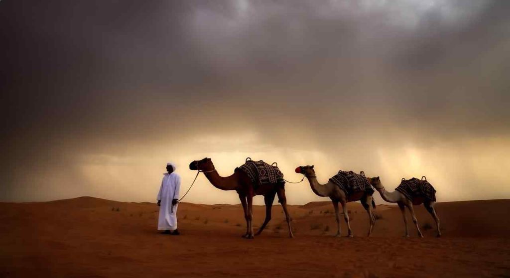 Rescued camels and man