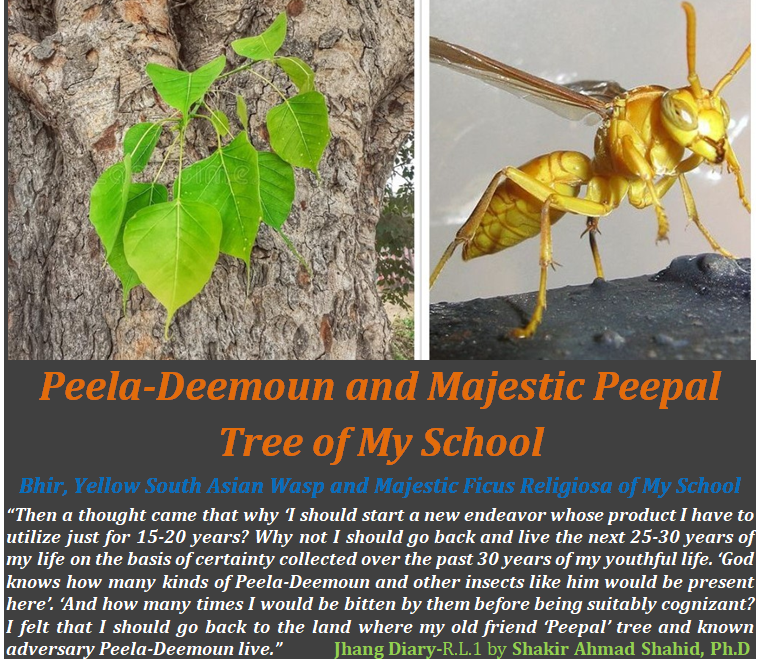 Peela-Deemoun and Majestic Peepal Tree of My School