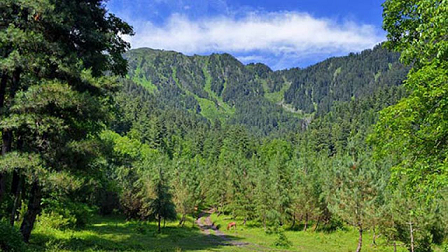 forests-pakistan