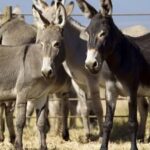 Donkey-Exports-China-Pakistan